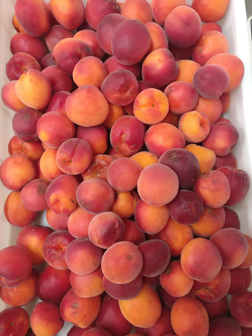 Abricots