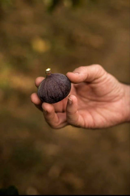 Figues