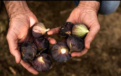 Figues