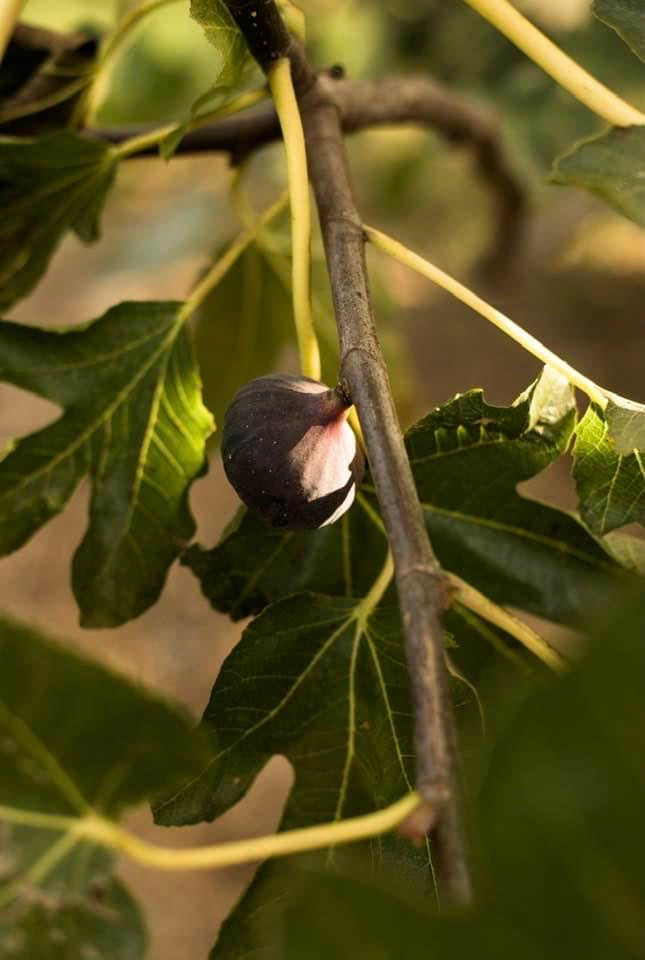 Figues