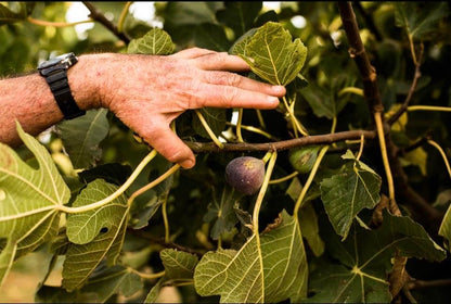 Figues