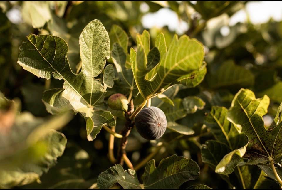 Figues