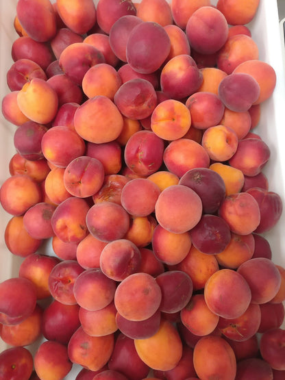 Abricots